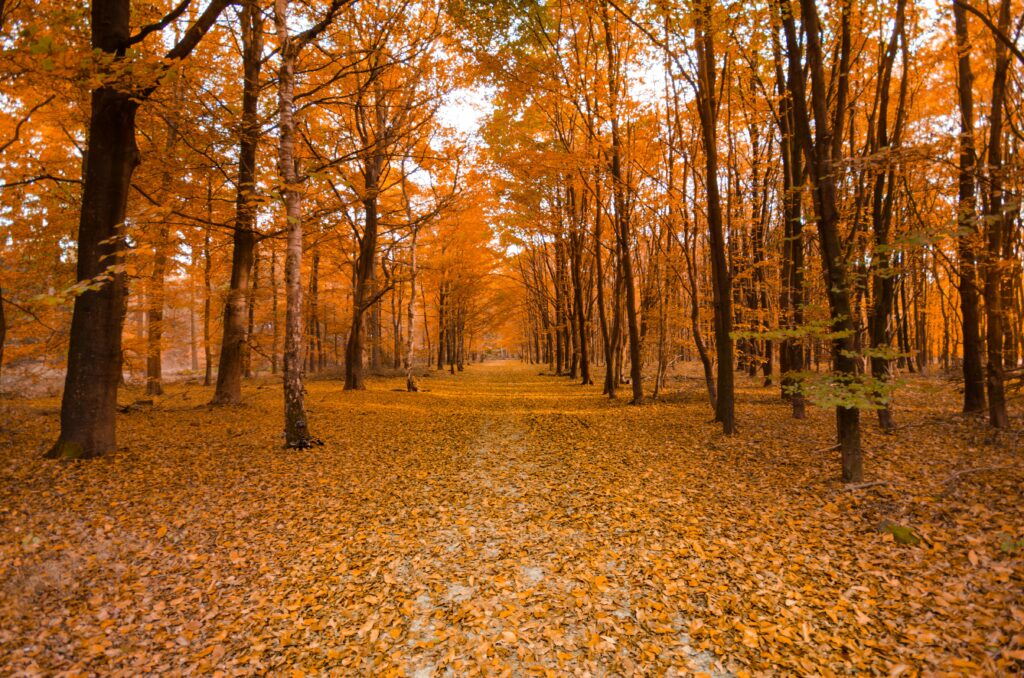 Serene autumn forest with a leaf-covered path and vibrant orange foliage.